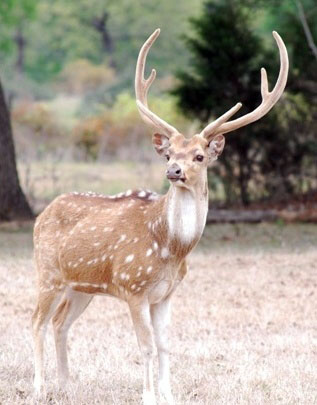 A to Z Exotics - Axis deer