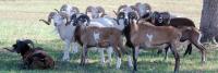 Sheep Stockers