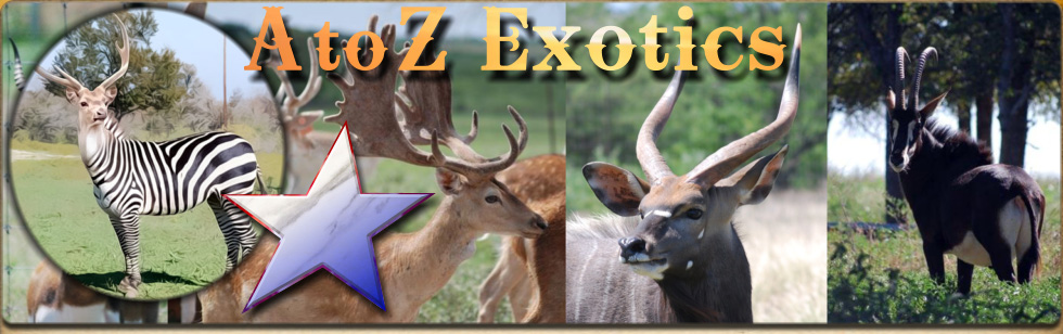 A to Z Exotics - Exotic deer in Texas